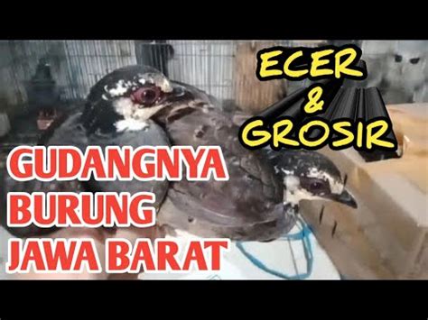 BONGKARAN TERBARU KIOS BURUNG MURAH MERIAH ECER DAN GROSIR YouTube