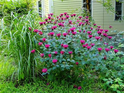 18 Best Flowers for Attracting Pollinators to a Vegetable Garden