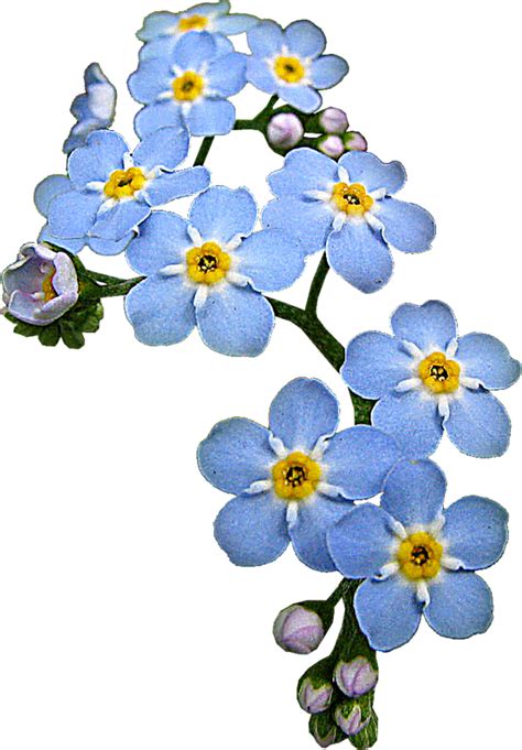 Клипарт цветы незабудки (45 фото) » Шаблоны для вырезания и векторы для ...