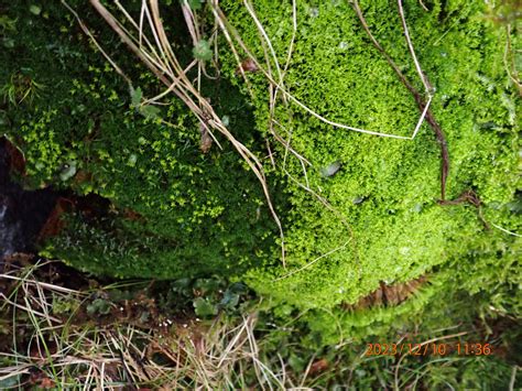 Swindale Bryophyte Trip Report December Cumbria Lichens And