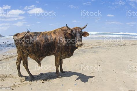 Nguni Bull On Beach In South Africa Stock Photo Download Image Now