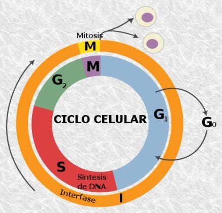 Fases Do Ciclo Celular