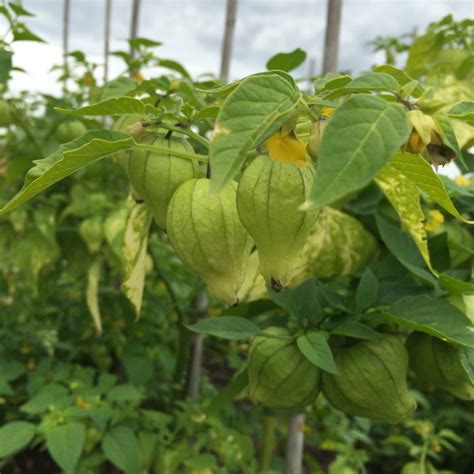 Tomatillo purple Physalis ixocarpa lilafarbene Früchte