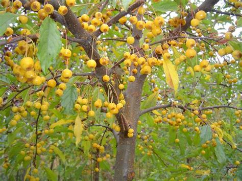 Tree Profile For The Golden Raindrops Flowering Crab Urban Forest