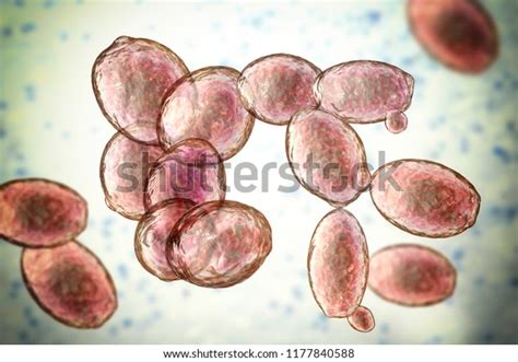 Saccharomyces Cerevisiae Levadura Ilustraci N D Los Ilustraci N De