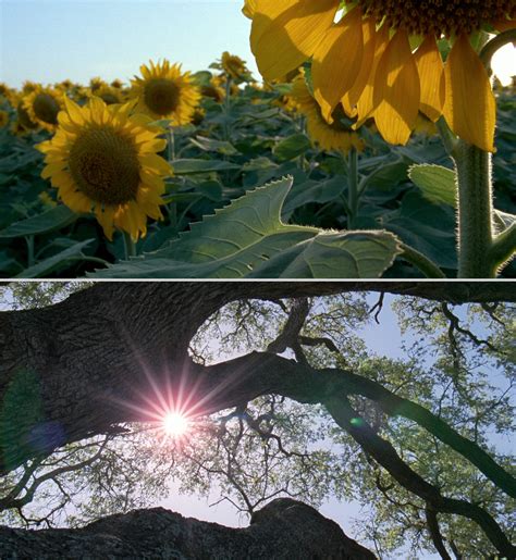 The Tree Of Life Cinematography