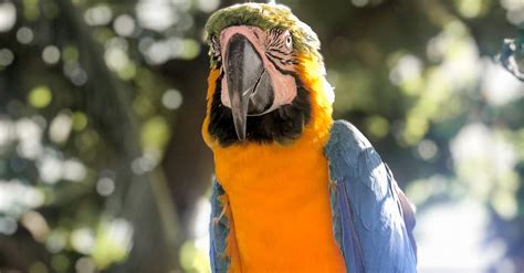 Blue Yellow and Green Parrot · Free Stock Photo