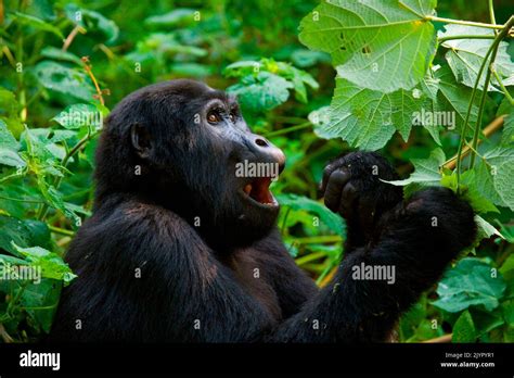 Mountain Gorilla Gorilla Beringei Beringei Is Eating Plants Uganda