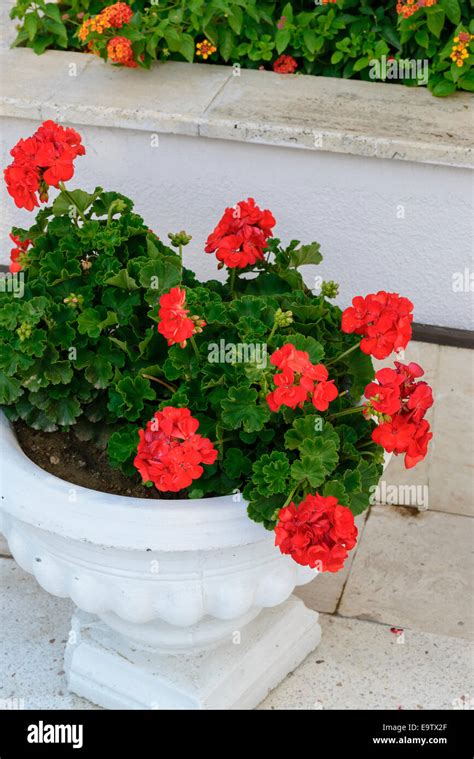 Red Geraniums in pots at garden Stock Photo - Alamy