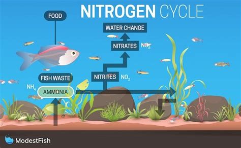 Neon Tetra Care Complete Guide For Beginners