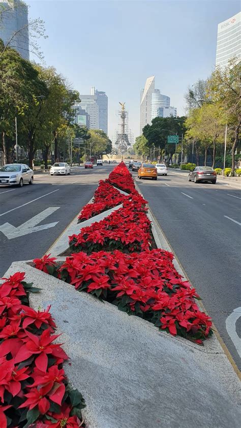 Celebra El Festival De Flores De Nochebuena 2022 En Cdmx