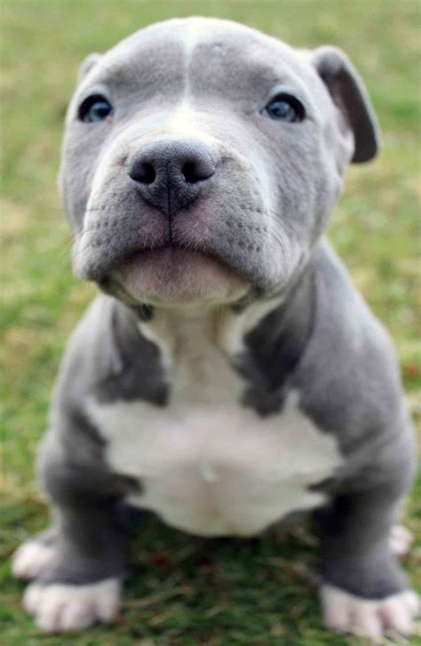 Cute Pitbull Dog Wallpaper