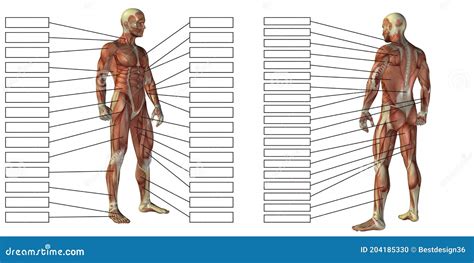 3D Human Man Anatomy And Muscle Textbox Stock Illustration