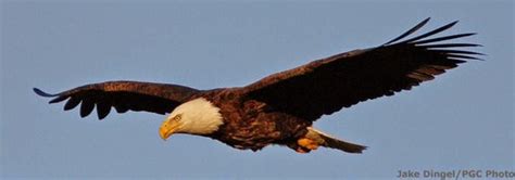 Pa Environment Digest Blog Game Commission Pas Bald Eagles Continue