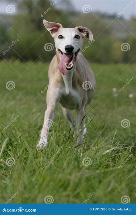 Happy Whippet Stock Image Image Of Floppy Look Behold 15917885