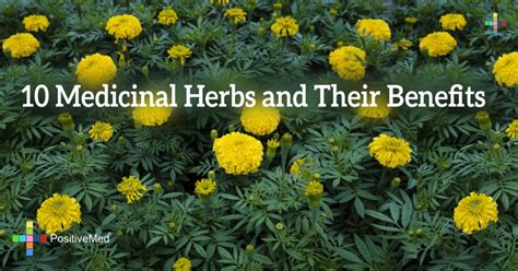 10 Medicinal Herbs and their Benefits