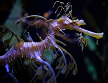 Dollzis: Leafy Sea Dragon Habitat Description