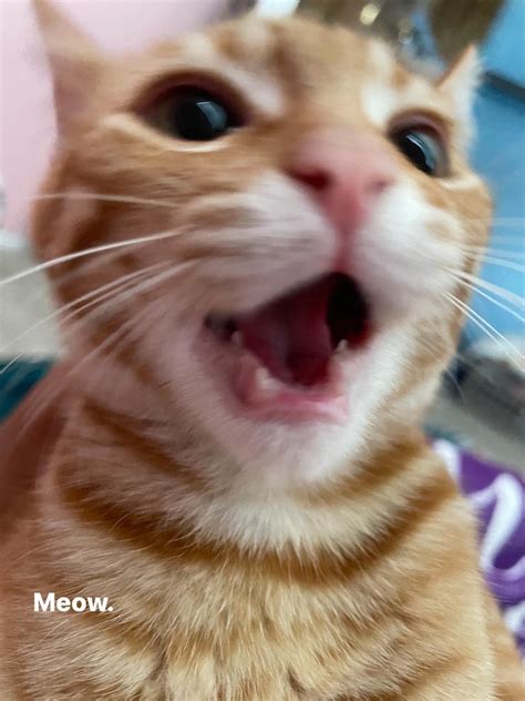 Meow : r/Catmemes