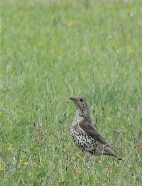 Photo Mistle Thrush Turdus Viscivorus