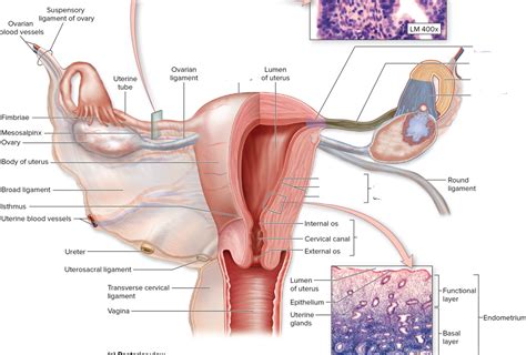 Infundibulum Female Reproductive System