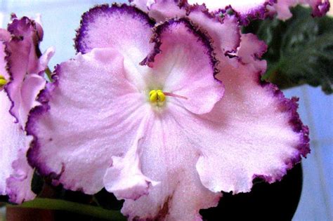 ЛЕ-Мон Сен Мишель | African violets, Flowers, Houseplants