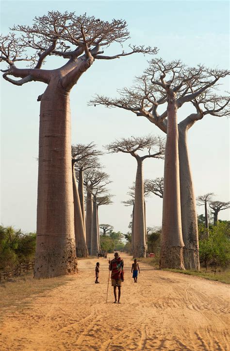 Ultimate Passport- Blogging travel inspiration - Baobab Trees - Madagascar