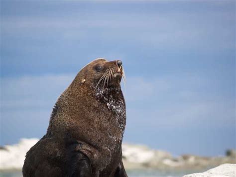 Kaikoura: Sunset Kayaking Tour | GetYourGuide