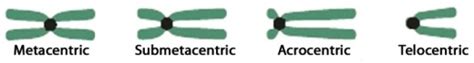 Chromosome Morphology - Metacentric, Submetacentric, Acrocentric, Telocentric