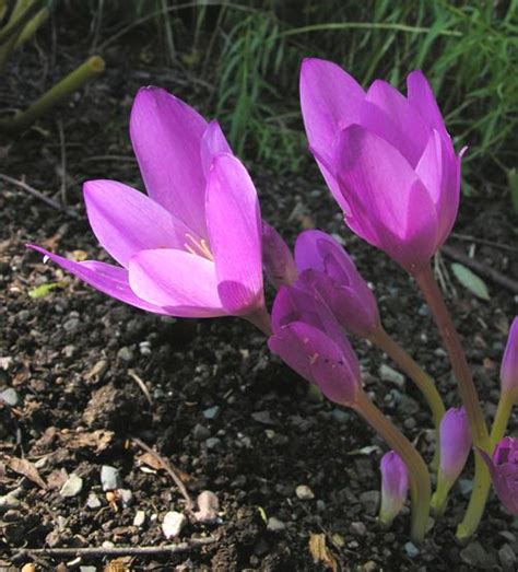 Colchicum Speciosum North American Rock Garden Society