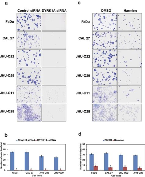A dual specificity kinase, DYRK1A, as a potential therapeutic target ... 