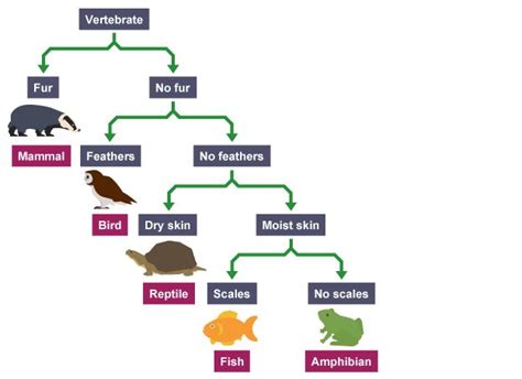 The Complete Guide To Dichotomous Keys With Examples Edraw