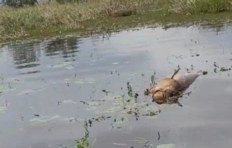 Mortandad de peces por la crecida del río Uruguay