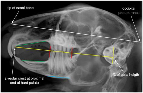 Veterinary Sciences Free Full Text Shape Variation In The