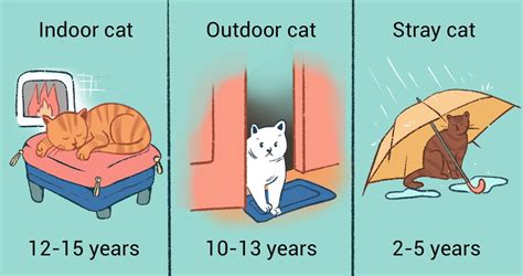 How Long Do Cats Live Lifespan And Life Expectancy Revealed