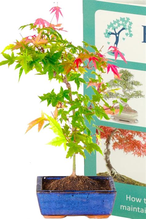 Beautiful Beginners Japanese Red Maple Bonsai