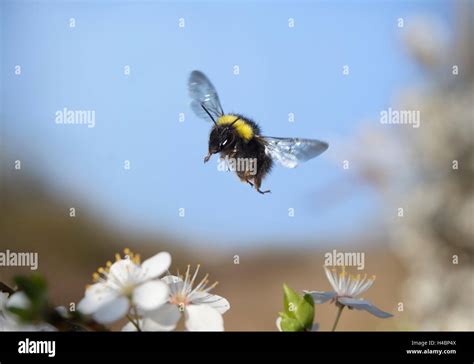 Early Bumblebee Hi Res Stock Photography And Images Alamy