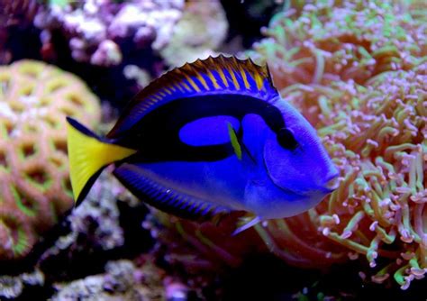 Yellow Belly Hippo Tang