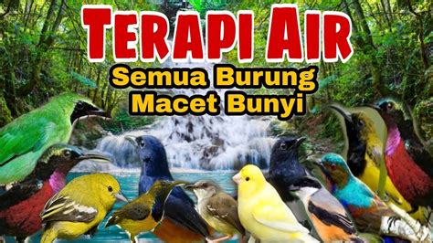 Tidak Perlu Waktu Lama Burung Langsung Gacor Terapi Air Untuk Semua