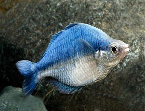 Turquoise Rainbowfish Tropical Fish Arizona Aquatic Gardens