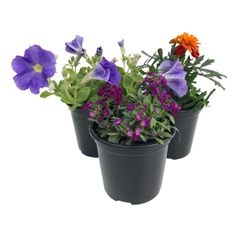 100mm Assorted Potted Plants Bunnings Warehouse