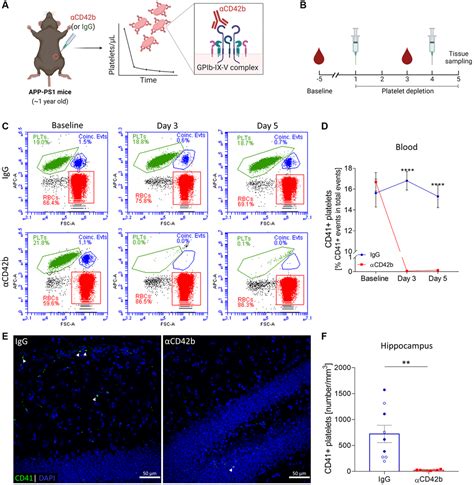 Immune Mediated Platelet Depletion Augments Alzheimers Disease Neuropathological Hallmarks In