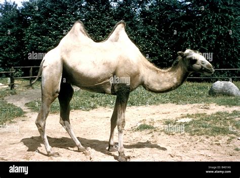 Camelus Ferus F Bactrianus Hi Res Stock Photography And Images Alamy