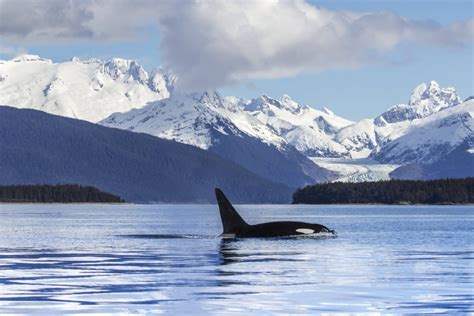 An Orca Whale (Killer Whale) (Orcinus orca) surfaces in Lynn Canal ...