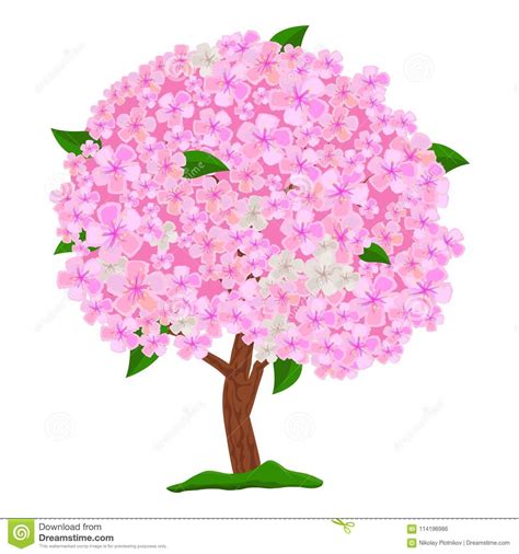 Arbre Rose Fleurissant D Isolement Sur Le Fond Blanc Arbre De Floraison