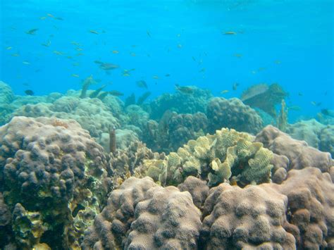 Snorkeling - Sea Sports Belize