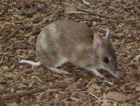 Bandicoot l Fascinating Marsupial - Our Breathing Planet