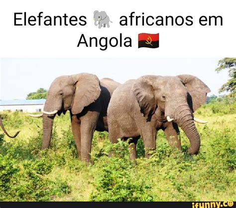 Elefantes Africanos Em Angola Me Ifunny Brazil