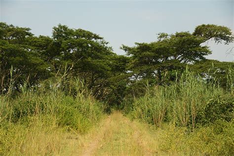 Visiting Rusizi National Park