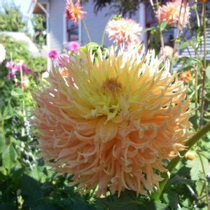 Lacinated Archives Old House Dahlias