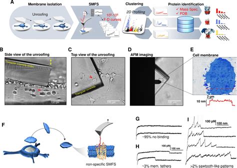 Unfolding And Identification Of Membrane Proteins In Situ ELife